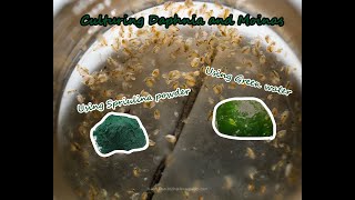 How To Culture Daphnia and Moinas using Green Water Spirulina powder [upl. by Arbe]