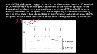 DNA Polymerase slippage [upl. by Akiaki]