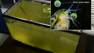 Raising Daphnia for the Freshwater Aquarium [upl. by Romulus967]