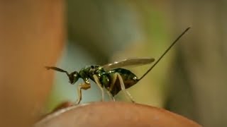 Life of Insects  Attenborough Life in the Undergrowth  BBC Earth [upl. by Boys]