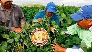 La soya ¿cultivo del futuro en Yucatán [upl. by Athalia402]