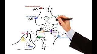 Pharmacology  ANTIEPILEPTIC DRUGS MADE EASY [upl. by Inttirb]