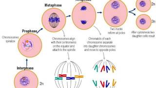 Cellular Reproduction [upl. by Yate]