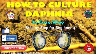 HOW TO CULTURE DAPHNIA In Easy Way [upl. by Stubstad459]