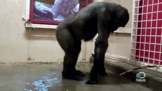 Breakdancing Gorilla at the Calgary Zoo Explained [upl. by Adhamh]