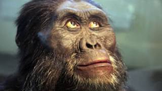 Is quotLucyquot the Australopithecine an ApetoHuman Transition updated [upl. by Enomal675]