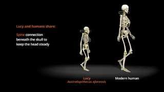 Human Odyssey  Compare the Distinctive Gaits of Lucy and Humans  California Academy of Sciences [upl. by Yeldarb]