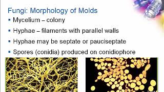 Introduction to Clinical Mycology Part 1 Hot Topic [upl. by Kingdon935]