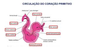 12 EMBRIOLOGIA DO SISTEMA CARDIOVASCULAR [upl. by Pegeen]