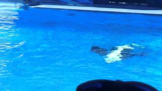 SeaWorld orca Tilikum who killed trainer dies [upl. by Ydnirb]