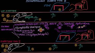 Diabète de type II  Pathophysioplogie  Docteur Synapse [upl. by Seana]